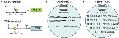 Quantification of T-Cell and B-Cell Replication History in Aging, Immunodeficiency, and Newborn Screening